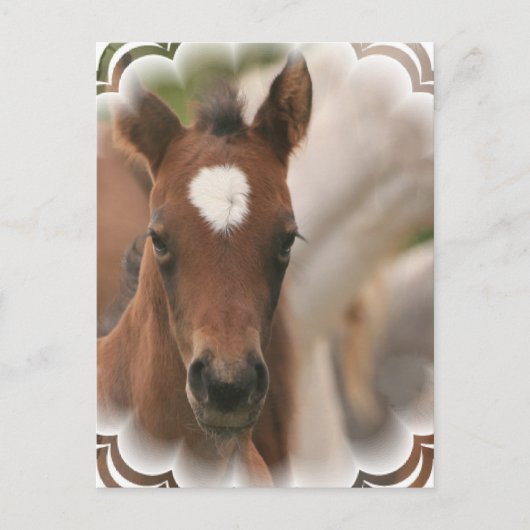 Pferdebaby Postcard Postkarte (Vorderseite)