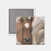 PferdeBaby Square Magnet (Vorderseite/Rückseite)
