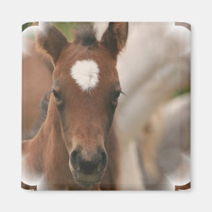 PferdeBaby Square Magnet