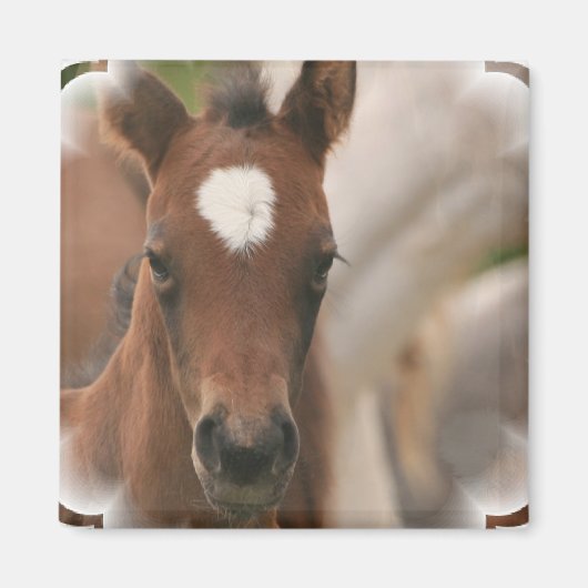 PferdeBaby Square Magnet (Vorne)