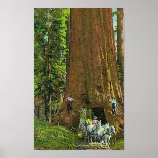 Pferdebeförderung unter einem riesigen Redwood Poster (Vorne)