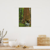Pferdebeförderung unter einem riesigen Redwood Poster (Küche)