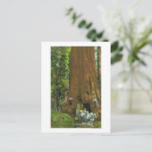 Pferdebeförderung unter einem riesigen Redwood Postkarte (Stehend Vorderseite)