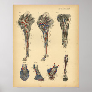 Pferdebein-Fuß-Anatomie 1908 Vintager Druck Poster