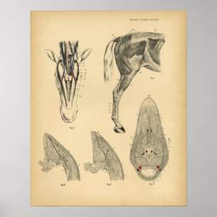 Pferdebeinmuskel Anatomie 1908 Vintage Druck Poster