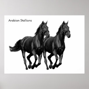 Pferdebild für Poster