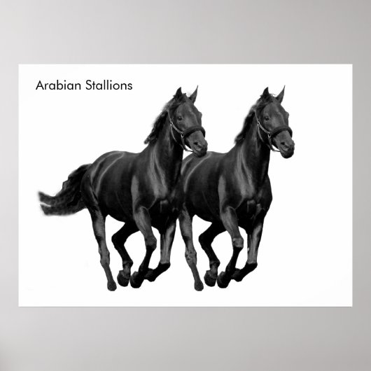 Pferdebild für Poster (Vorne)