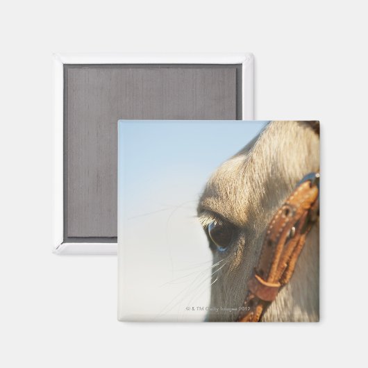 Pferdebrille Magnet (Vorderseite/Rückseite)