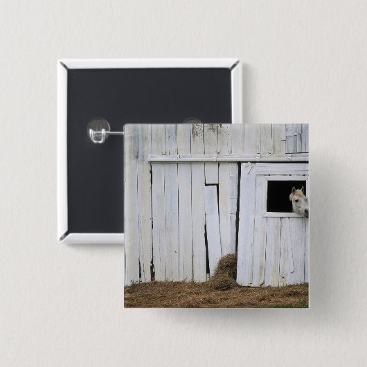 Pferdedas haften gehen heraus Scheunen-Fenster Button (Vorne & Hinten)
