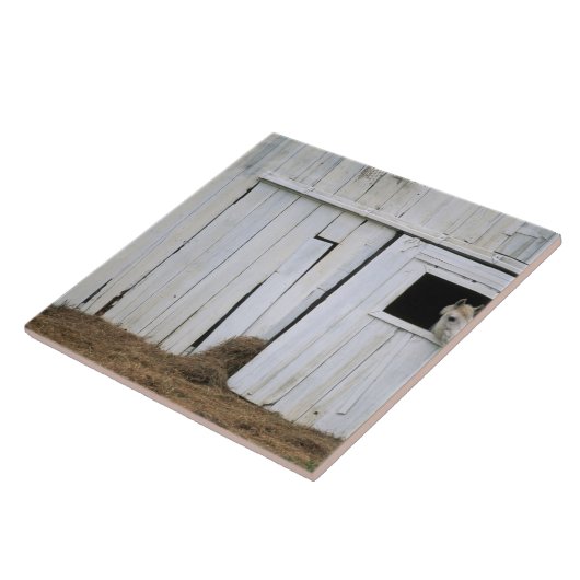 Pferdedas haften gehen heraus Scheunen-Fenster Fliese (Seite)