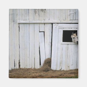 Pferdedas haften gehen heraus Scheunen-Fenster Magnet