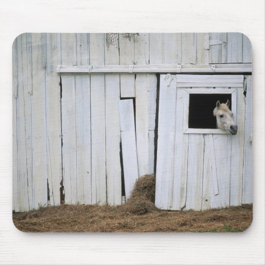 Pferdedas haften gehen heraus Scheunen-Fenster Mousepad (Vorne)
