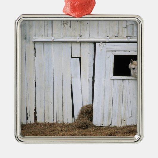 Pferdedas haften gehen heraus Scheunen-Fenster Silbernes Ornament (Vorne)