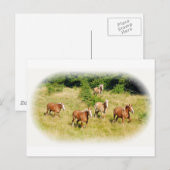 Pferdeentwurf im Feld Postkarte (Vorne/Hinten)