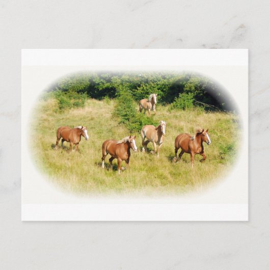 Pferdeentwurf im Feld Postkarte (Vorderseite)