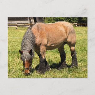 Pferdeentwurf Postkarte