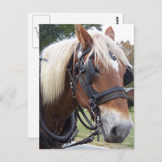 Pferdeentwurf Postkarte (Vorne/Hinten)