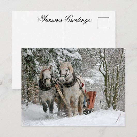 Pferdeentwurf Weihnachten (Vorne/Hinten)