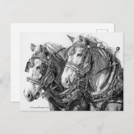 Pferdeentwurf Zeichnend Postkarte (Vorne/Hinten)
