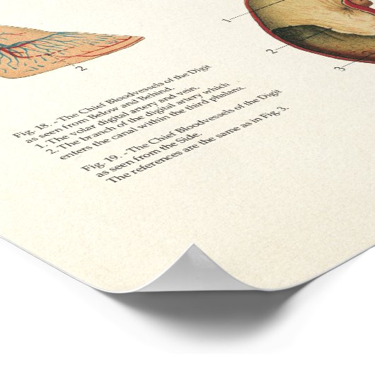 PferdeEquine Anatomie Poster Großformat (Ecke)