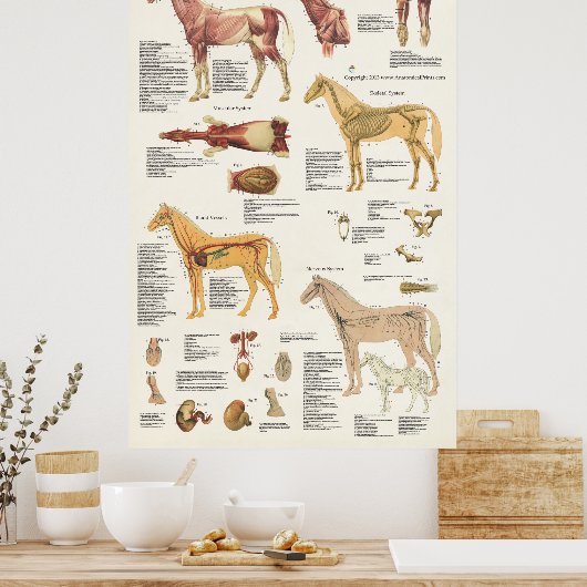 PferdeEquine Anatomie Poster Großformat (Küche)
