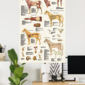 PferdeEquine Anatomie Poster Großformat (Heimbüro)