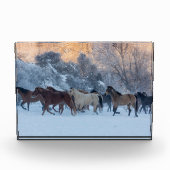 Pferdefahrt im Winter auf der Hideout Ranch Fotoblock (Vorderseite)