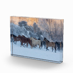 Pferdefahrt im Winter auf der Hideout Ranch Fotoblock