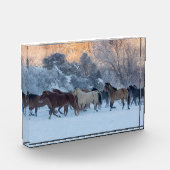 Pferdefahrt im Winter auf der Hideout Ranch Fotoblock (Links)