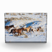 Pferdefahrt im Winter auf der Hideout Ranch Fotoblock (Vorderseite)