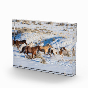 Pferdefahrt im Winter auf der Hideout Ranch Fotoblock