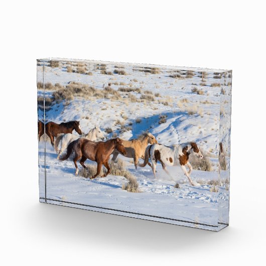 Pferdefahrt im Winter auf der Hideout Ranch Fotoblock (Rechts)