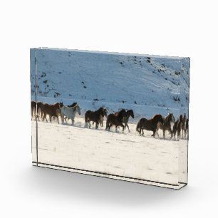 Pferdefahrt im Winter auf der Hideout Ranch Fotoblock