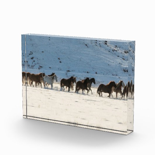 Pferdefahrt im Winter auf der Hideout Ranch Fotoblock (Rechts)