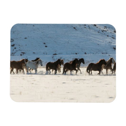 Pferdefahrt im Winter auf der Hideout Ranch Magnet (Horizontal)