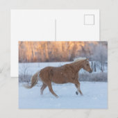 Pferdefahrt im Winter auf der Hideout Ranch Postkarte (Vorne/Hinten)
