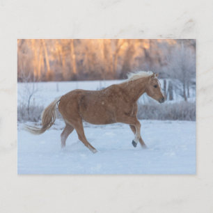 Pferdefahrt im Winter auf der Hideout Ranch Postkarte