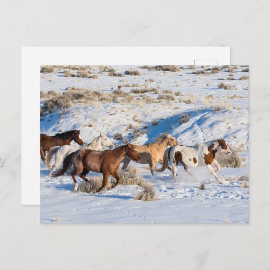 Pferdefahrt im Winter auf der Hideout Ranch Postkarte (Vorne/Hinten)
