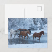 Pferdefahrt im Winter Postkarte (Vorne/Hinten)
