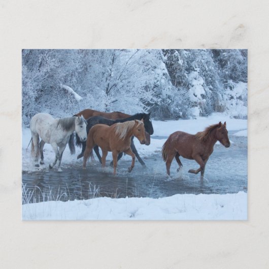 Pferdefahrt im Winter Postkarte (Vorderseite)