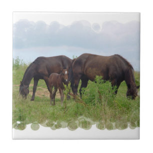 Pferdefamilie, die Fliese weiden lässt