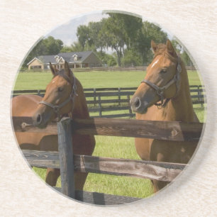 Pferdefarm in Marion Landkreis, Getränkeuntersetzer