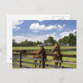 Pferdefarm in Marion Landkreis, Postkarte (Vorne/Hinten)