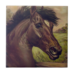 Pferdefarm Ranch Reitsport Western Pferdesport Hau Fliese