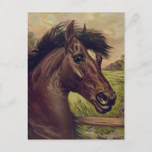 Pferdefarm Ranch Reitsport Western Pferdesport Hau Postkarte