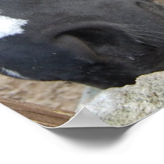 Pferdeflüster Poster (Ecke)