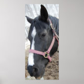 Pferdeflüster Poster (Vorne)