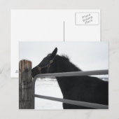 Pferdeflüster Postkarte (Vorne/Hinten)