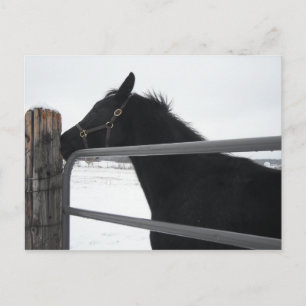 Pferdeflüster Postkarte