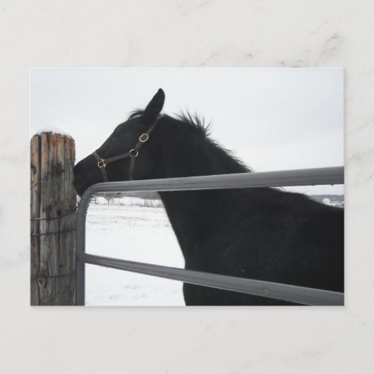 Pferdeflüster Postkarte (Vorderseite)